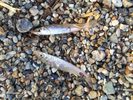 チョイ投げのキス釣りで95匹の大漁