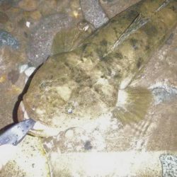 シャローズル引き