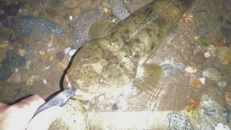 シャローズル引き