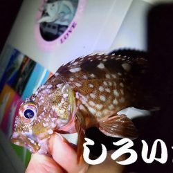 今回はグレでした。