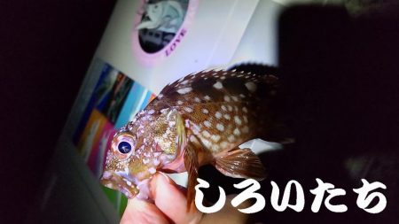 今回はグレでした。