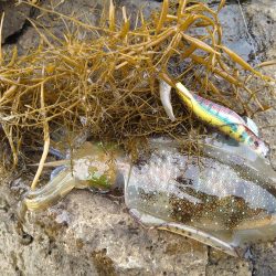 越前秋イカ初戦