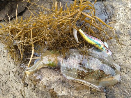 越前秋イカ初戦