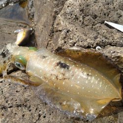 波高1メートルのエギング