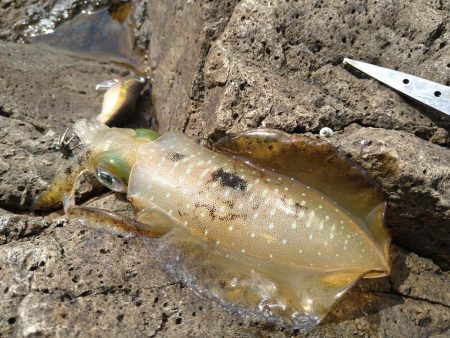 波高1メートルのエギング