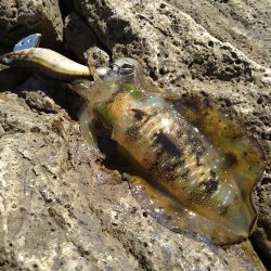 追い風で竿抜けポイントで連発