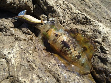 追い風で竿抜けポイントで連発