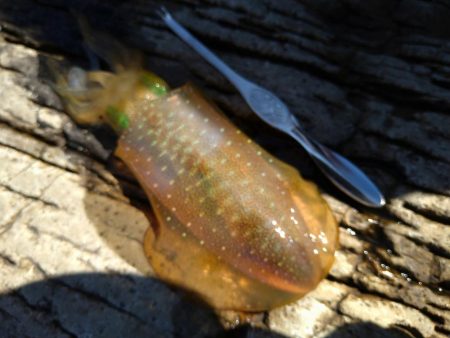 渋い秋イカエギング