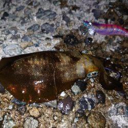 アオリイカ始まりました!