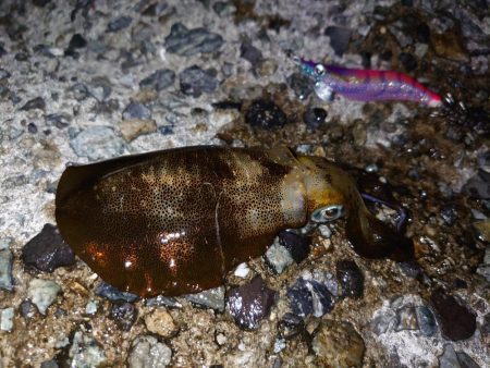 アオリイカ始まりました!