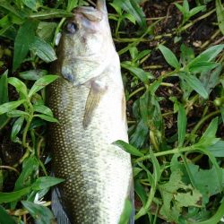 低活性でなんとか5尾ゲット