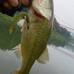 久しぶりの晴れ天気で5尾ゲット！