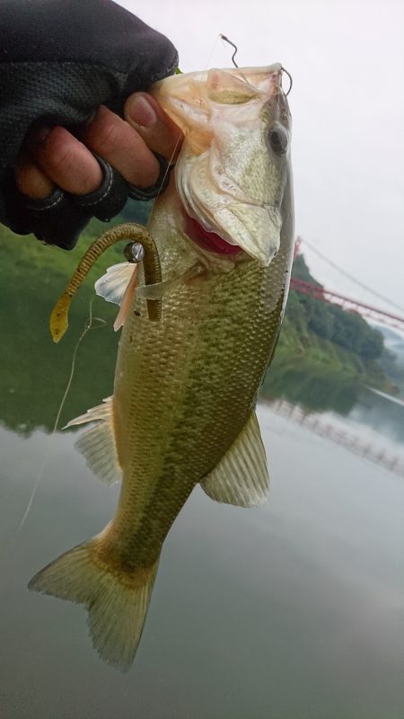 久しぶりの晴れ天気で5尾ゲット！