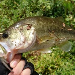 徐々に秋パターンに