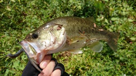 徐々に秋パターンに