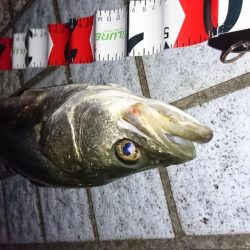 チャートだけで勝負