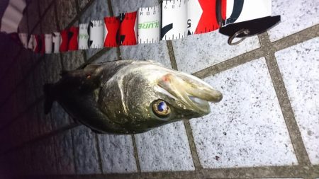 チャートだけで勝負