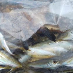 毎度です。アオリ渋かった~