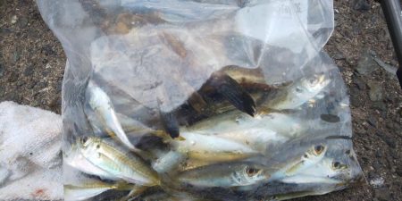 毎度です。アオリ渋かった~