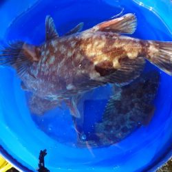 ガシラ自己記録