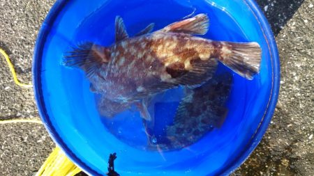 ガシラ自己記録