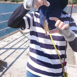 のませでメジロ