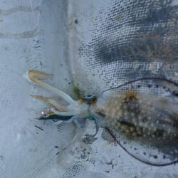 貸しボートエギング