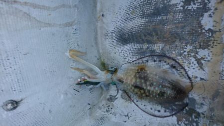 貸しボートエギング