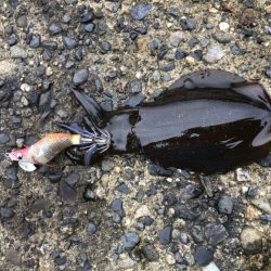 アオリイカ高活性