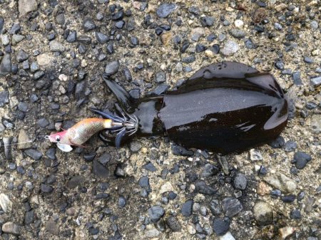 アオリイカ高活性