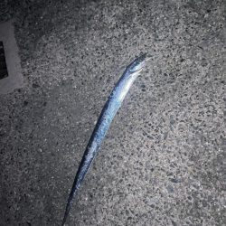 今年初太刀魚。