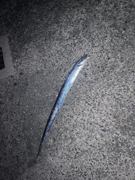 今年初太刀魚。