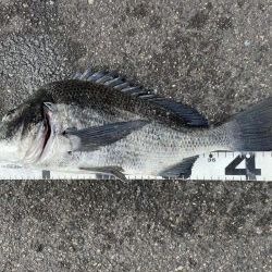 イチノ兄弟、釣果！