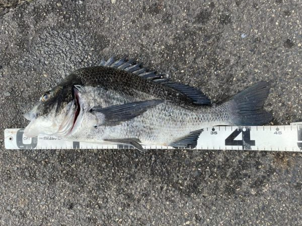 イチノ兄弟、釣果！