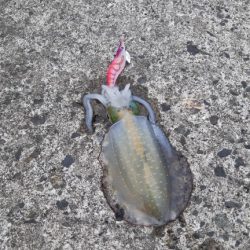 イカの気持ち２