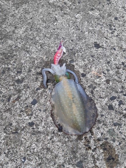 イカの気持ち２