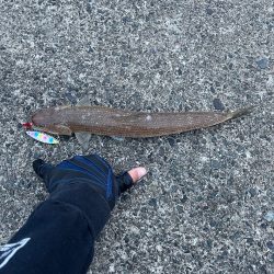 ルアーでカンパチ