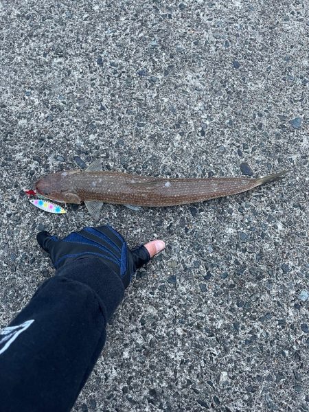 ルアーでカンパチ