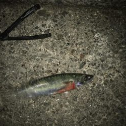 シーズン初タチ