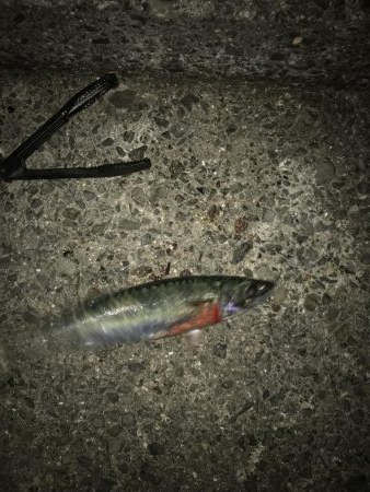 シーズン初タチ