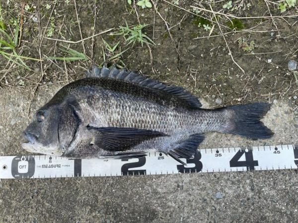 イチノ兄弟、釣果!