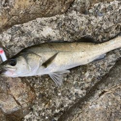 シーバス青物調査