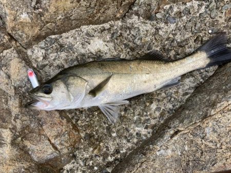 シーバス青物調査