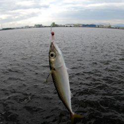 アジングでサバ大漁！