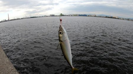 アジングでサバ大漁！