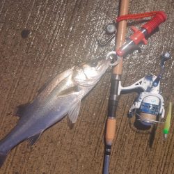 シーバス45cm  風が強い中なんとか1本