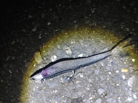 ニゴイをなんとか上げました