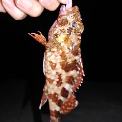 ガシリング エギング