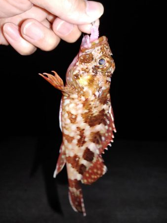 ガシリング エギング