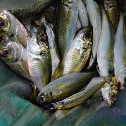 アジング　ワインド　